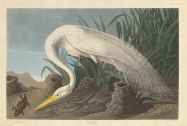 Héron Blanc, 1837