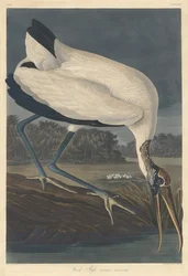 Ibis des bois