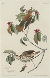 Grive des bois, 1829