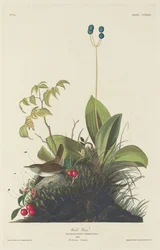 Troglodyte des bois, 1833