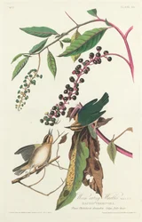 Paruline vermivore, 1828