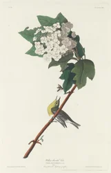 Viréo à gorge jaune, 1831