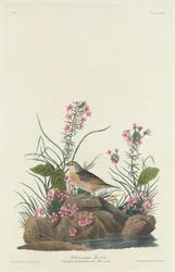 Bruant à ailes jaunes, 1832