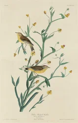 Paruline à tête jaune, 1832
