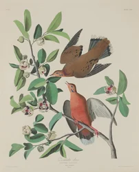 Tourterelle Zénaïde, 1833