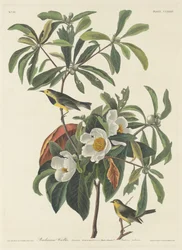 Paruline de Bachman