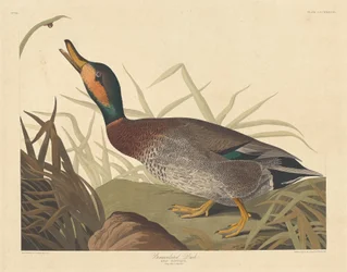 Canard bemaculé