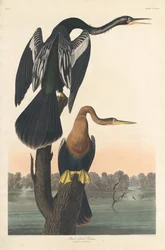 Anhinga à ventre noir