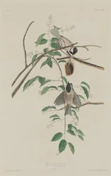 Mésange à tête noire