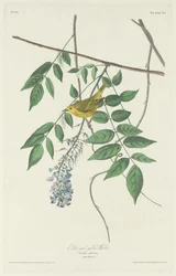 Paruline jaune aux yeux bleus