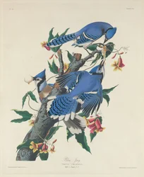 Geai bleu