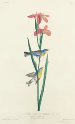 Paruline à dos jaune