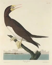 Fou de Bassan