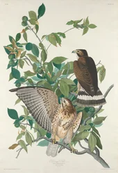 Faucon à larges ailes