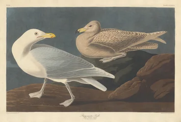 Bourgmestre Gull