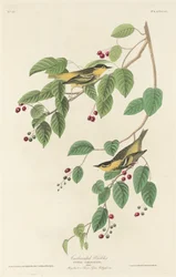 Fauvette carbonisée