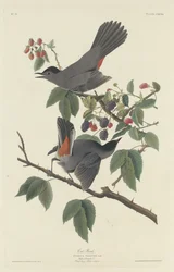 Chat Oiseau