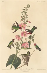 Colibri colombien