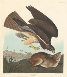Buse variable