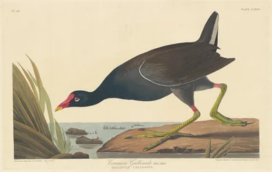 Gallinule Commune