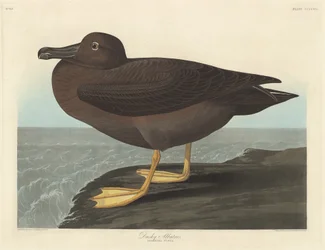 Albatros sombre