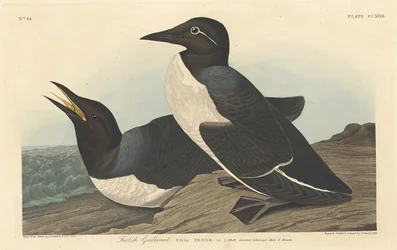 Guillemot insensé