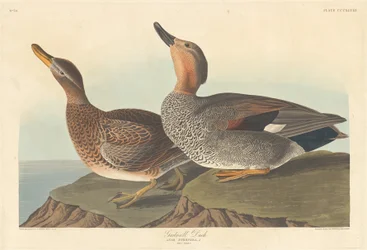 Canard chipeau