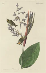 Roitelet huppé