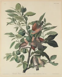 Colombe terrestre