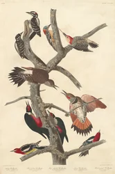 Pic chevelu