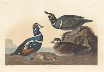 Canard arlequin