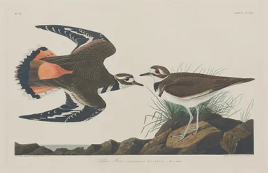 Pluvier Kildeer