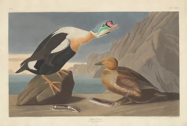 Roi Canard