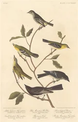 Petit tyran moucherolle, Moucherolle à petite tête, Paruline des montagnes bleues, Viréo de Bartram, Pioui à pattes courtes, et Moucherolle des montagnes Rocheuses
