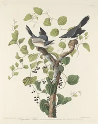 Pie-grièche migratrice