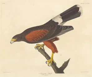 Faucon de Louisiane