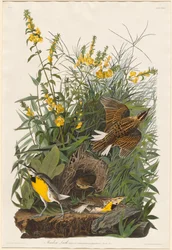 Alouette des prés
