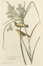 Paruline des Prairies
