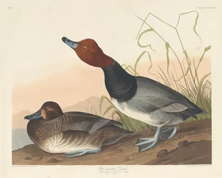 Canard à tête rouge