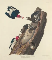 Pic à tête rouge