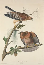 Buse à épaulettes rouges