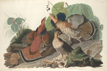 Gélinotte huppée