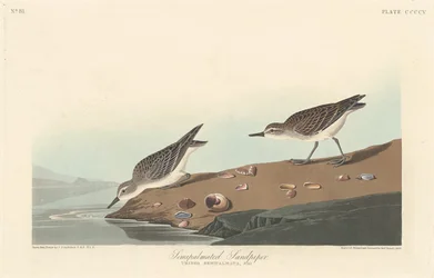 Bécasseau semipalmé