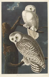 Hibou des Neiges