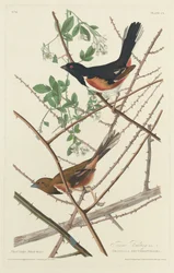 Bruant Towee