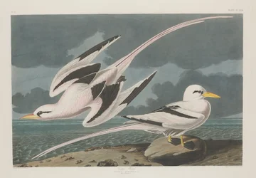Oiseau Tropical