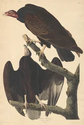 Vautour dinde