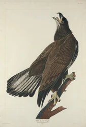 Aigle à tête blanche