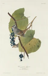 Moineau à couronne blanche