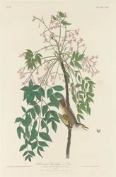 Gobemouche aux yeux blancs